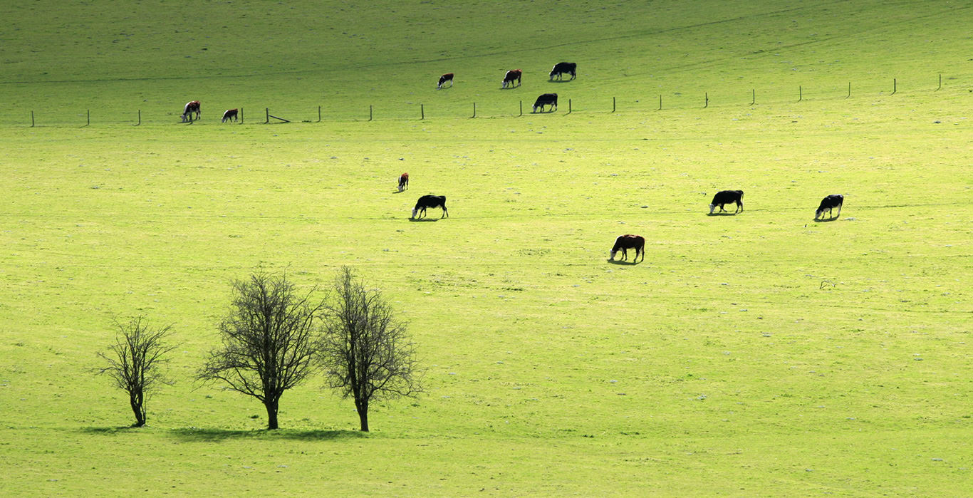 Combien de fermes de 1 000 vaches pour nourrir les Français ?